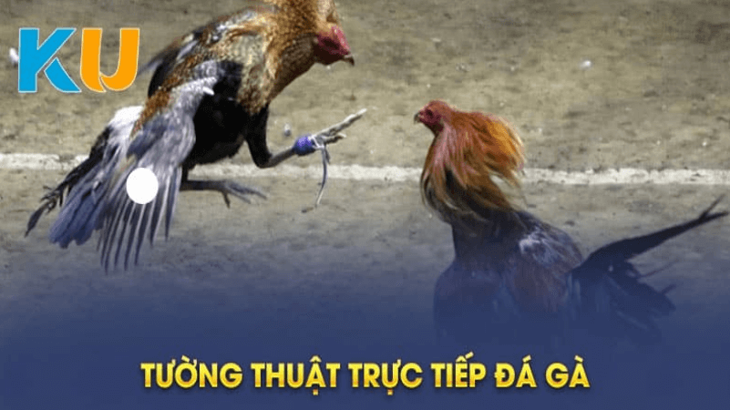 Lý do nên tham gia cược đá gà kubet